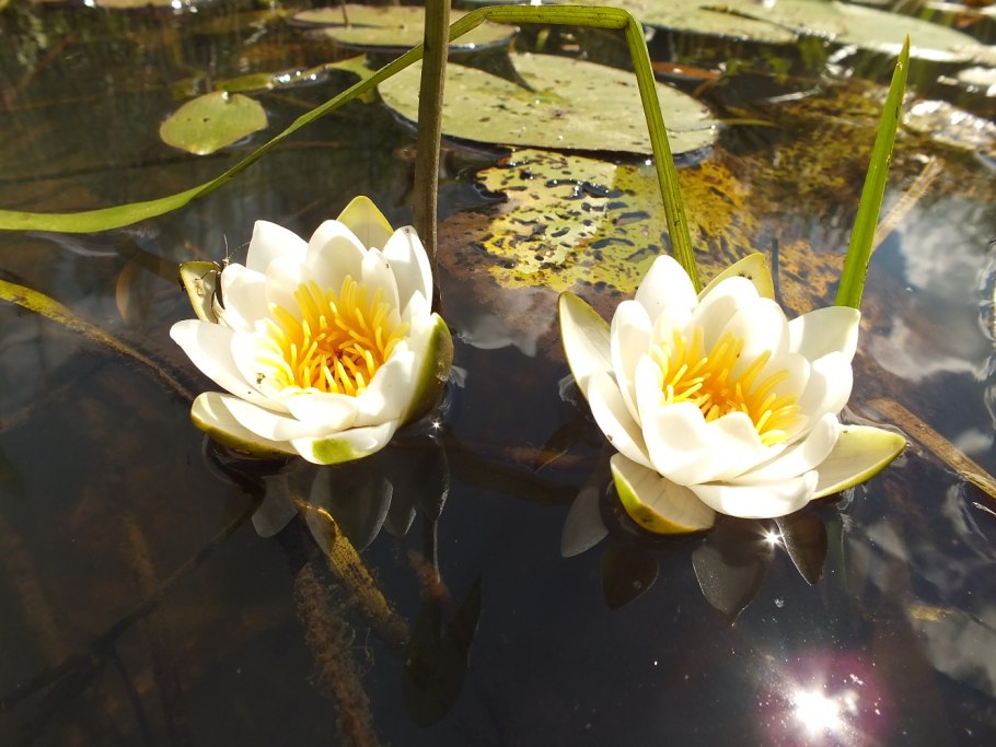 Заповедник Смидовича Мордовия Флора