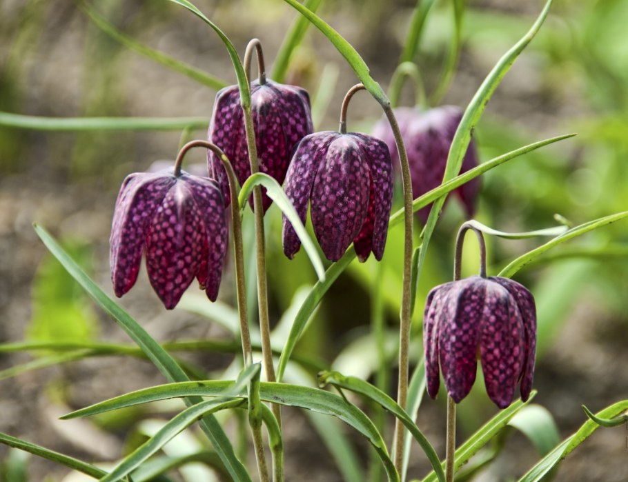 Саранск Мордовия природа