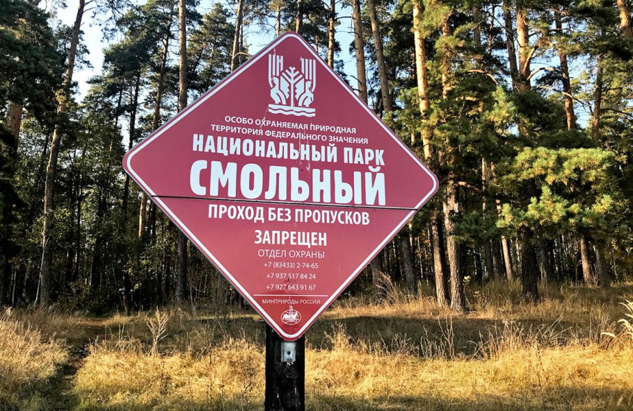 Растение прострел раскрытый