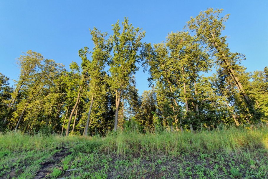 Венерин башмачок Cypripedium calceolus