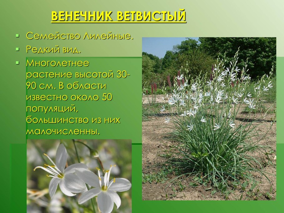 Пустырник лекарственное растение