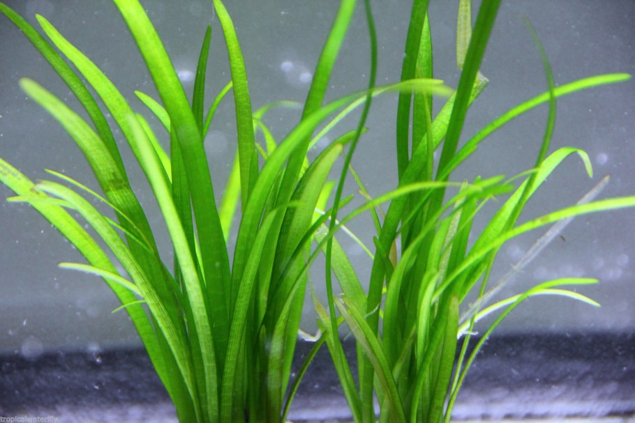 Сагиттария шиловидная аквариумное растение