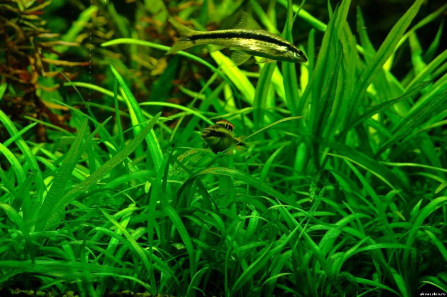 Саггитария субулата, с грузом