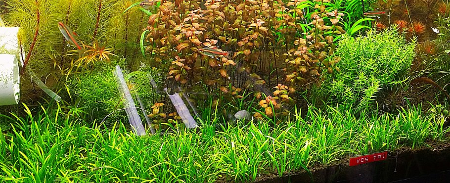 Стрелолист широколистный