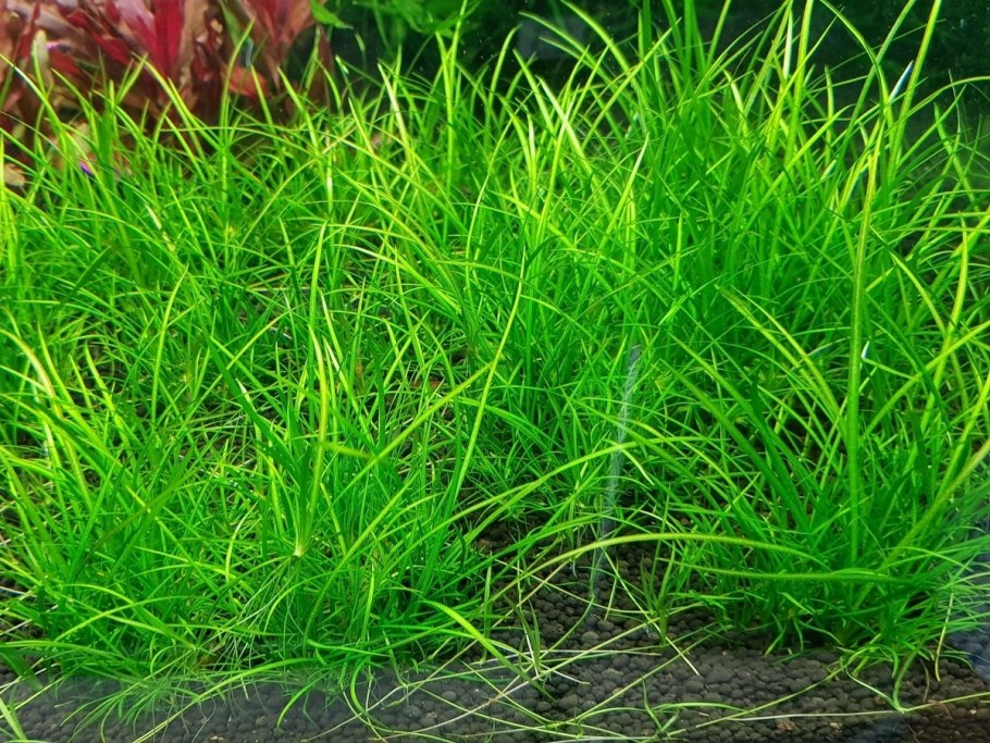 Сагиттария субулата Sagittaria subulata