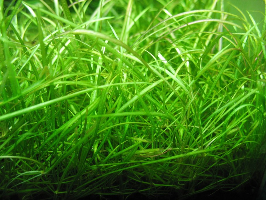 Сагиттария платифила