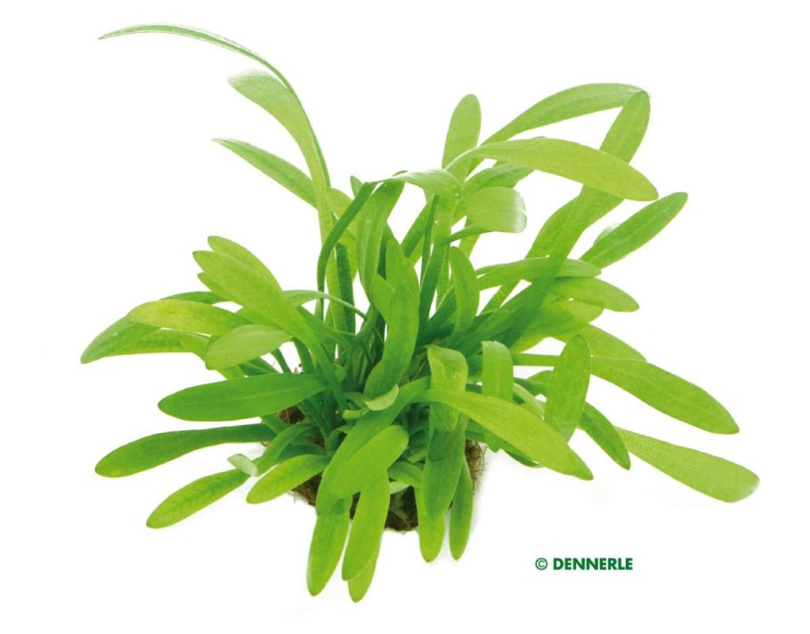 Сагиттария шиловидная