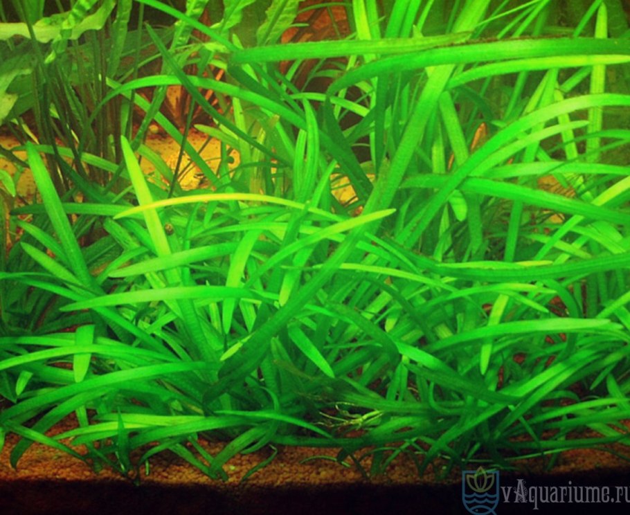 Сагиттария стрелолист