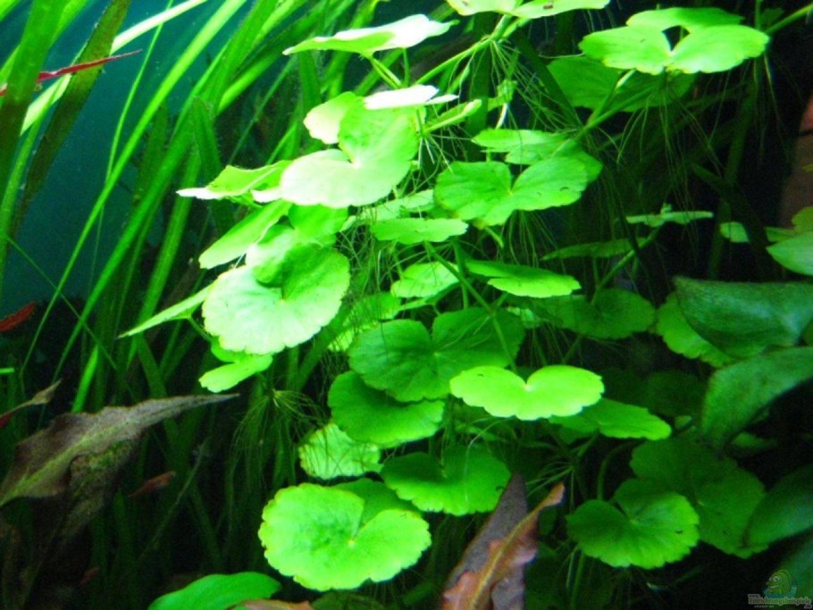 Эхинодорус теннелюс