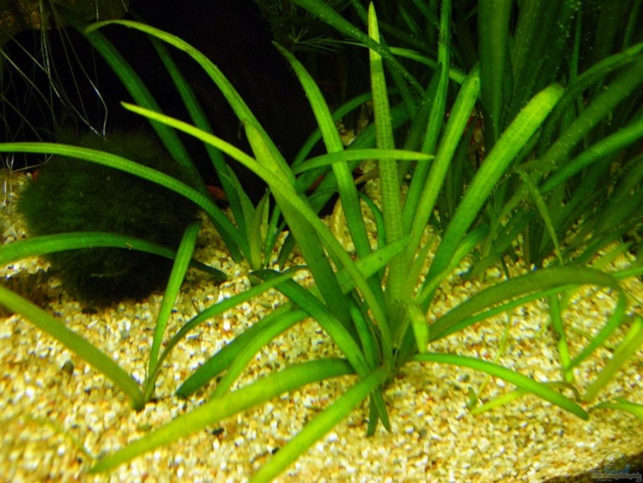 Сагиттария карликовая аквариумное
