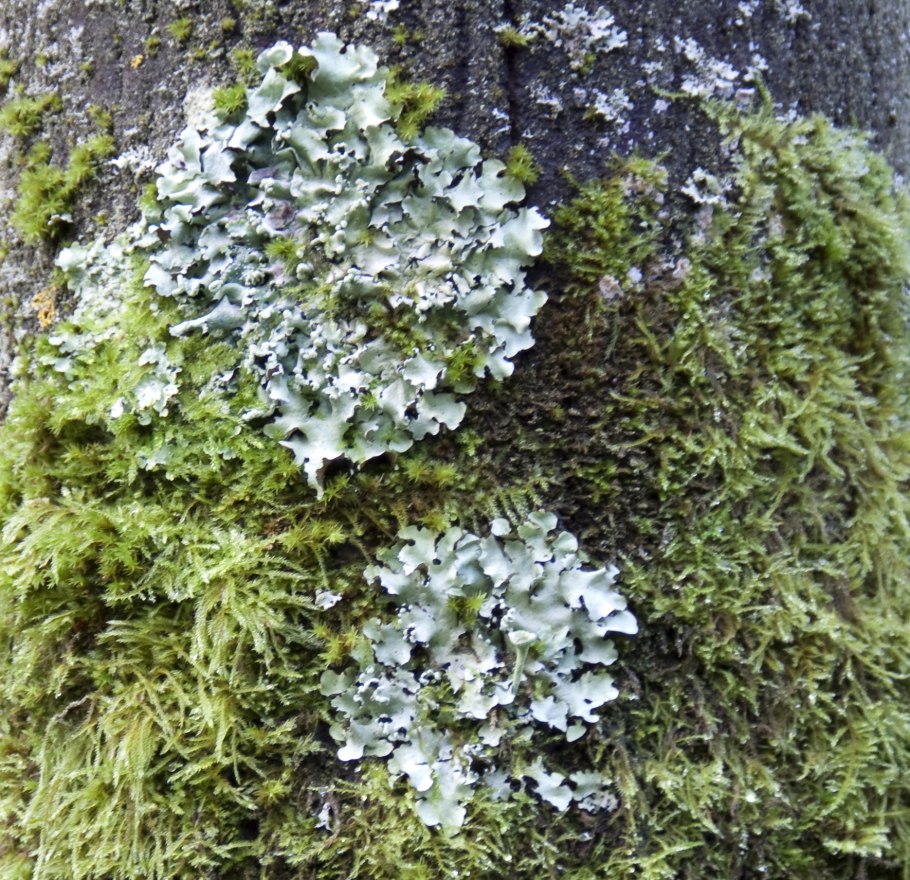 Голубоватый мох