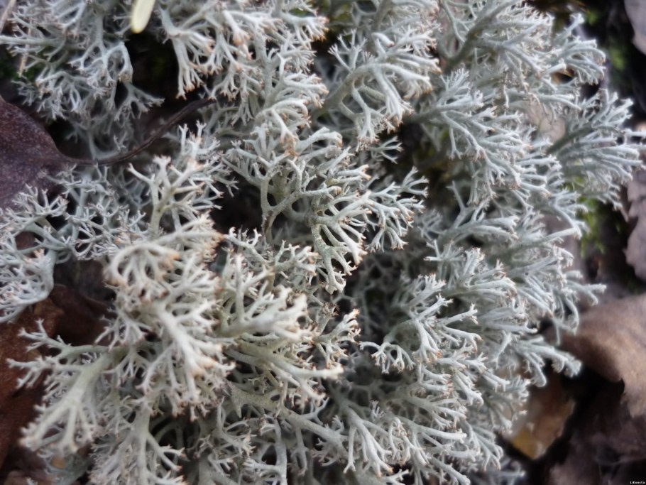 Цетрария колючая