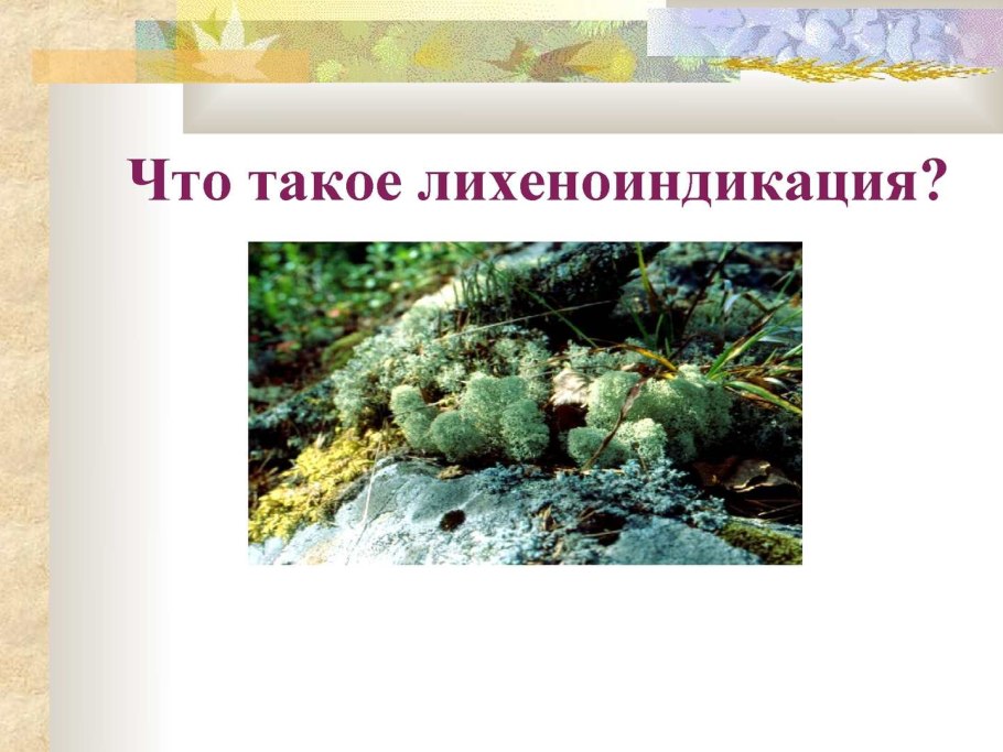 Лишайники растут