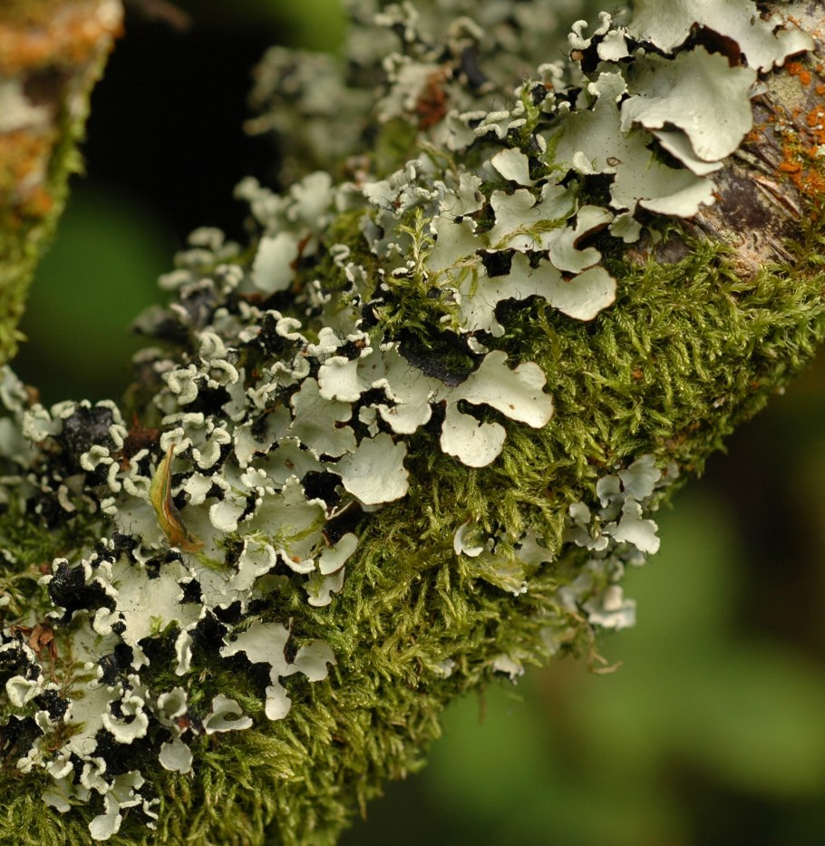 Березовая Пяденица лишайник