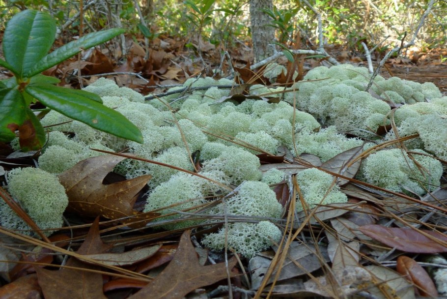 Мох криспулус