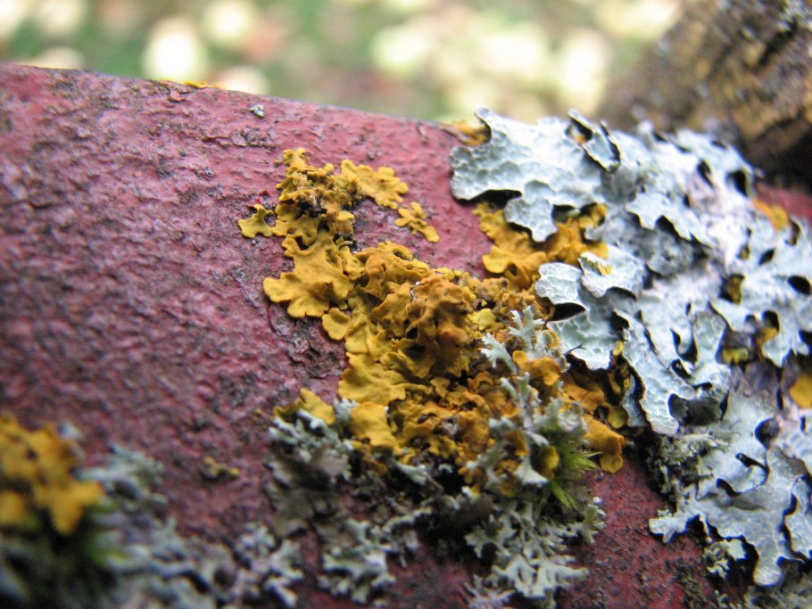 Накипной лишайник на коре
