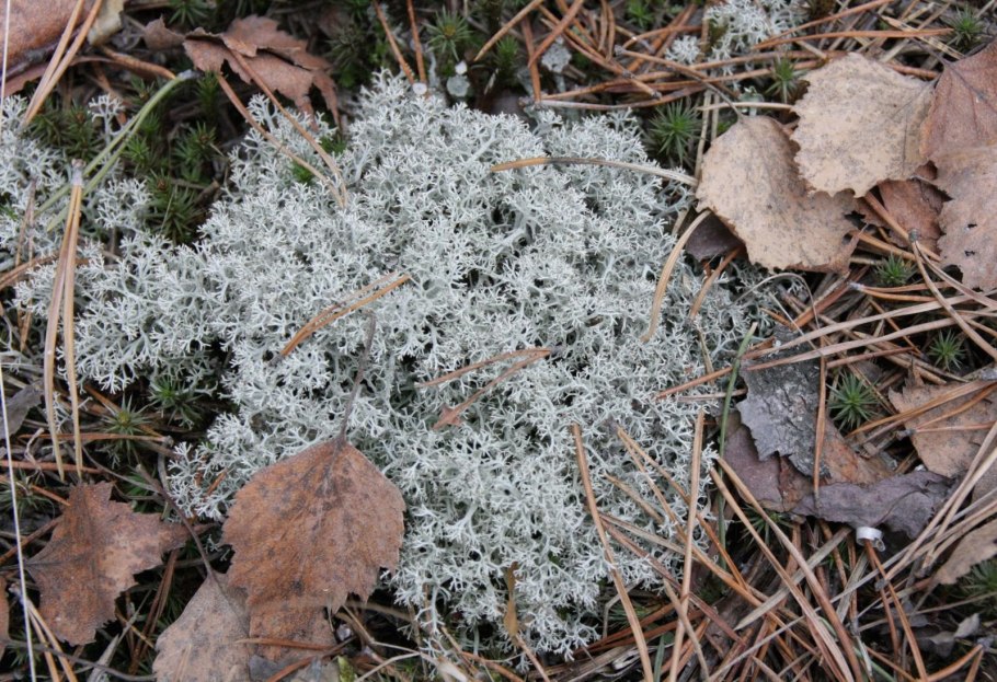 Цетрария Сибирская