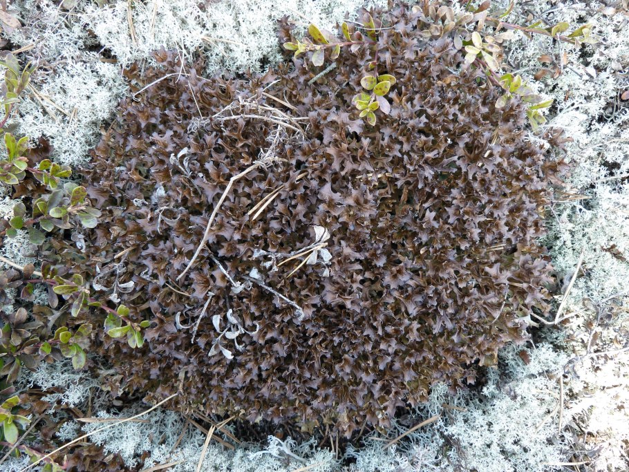 Цетрария ригансоня