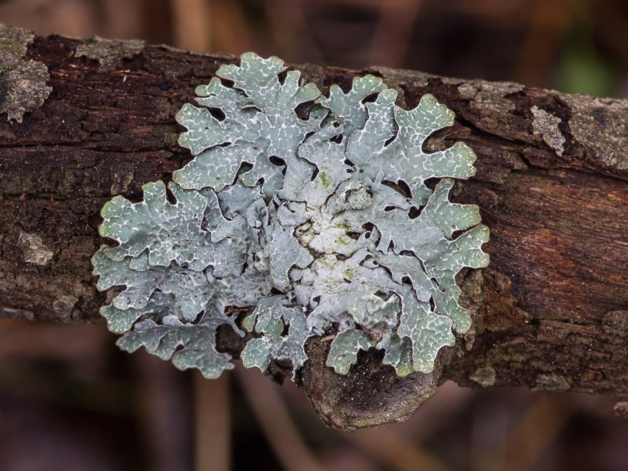Накипной лишайник на Березе