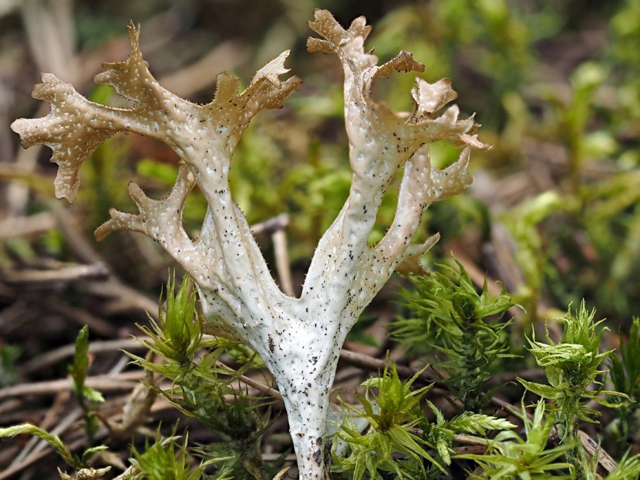 Лишайник ягель