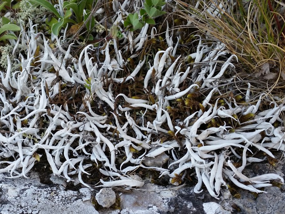 Исландский мох цетрария Исландская