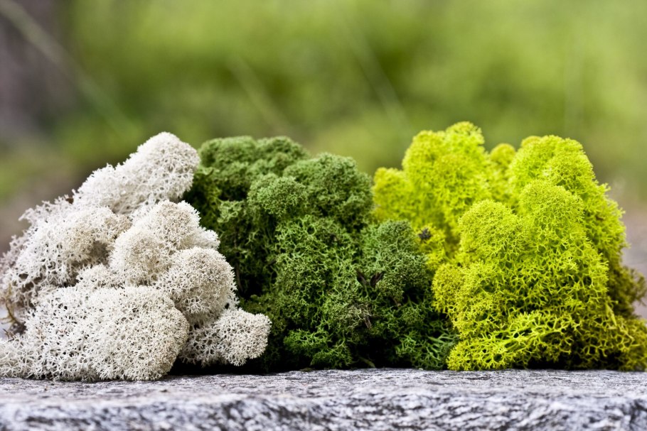 Базидиальные лишайники тундры