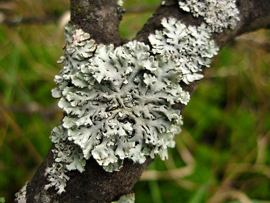 Mycoblastus лишайник