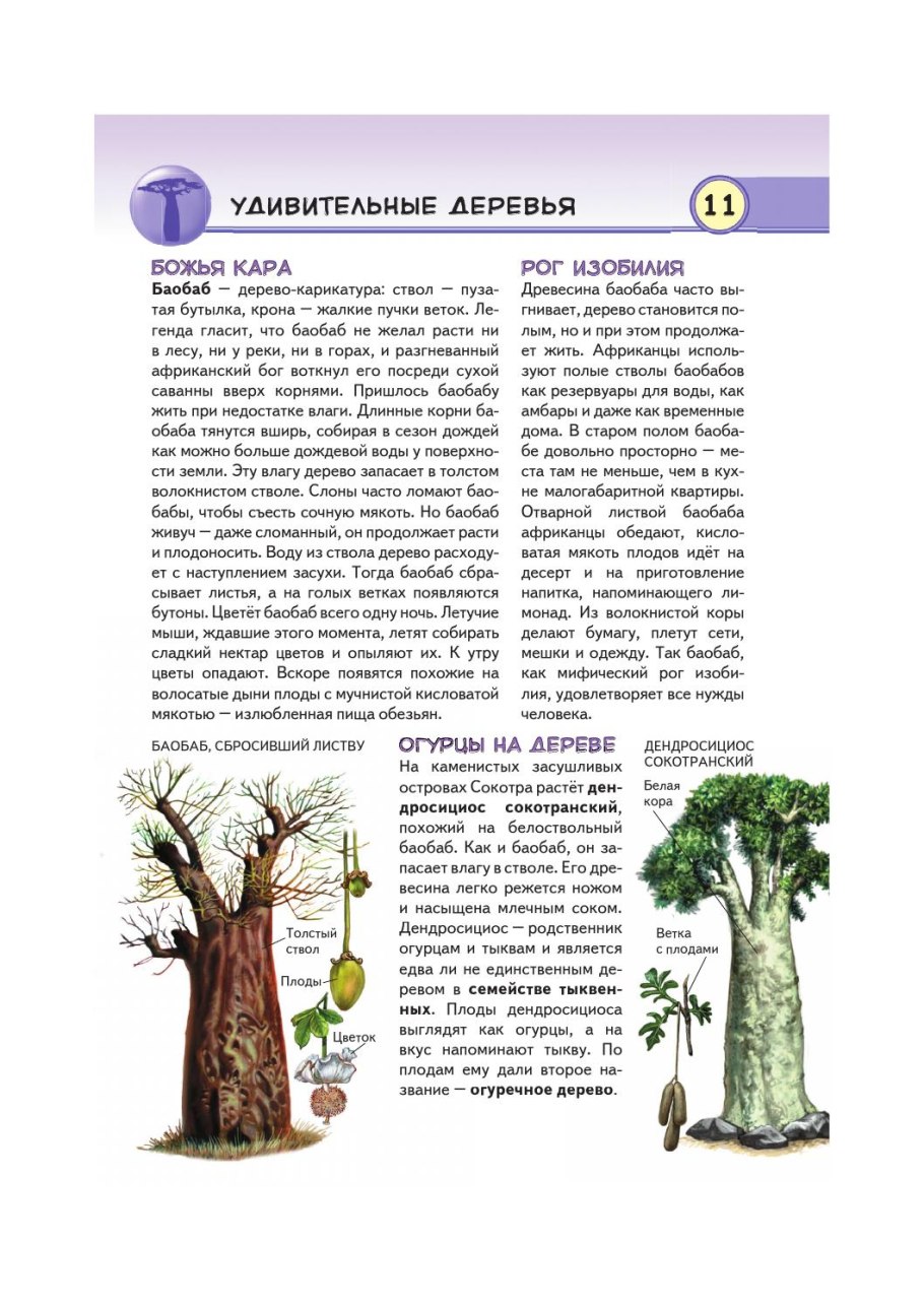 Растения из жарких стран