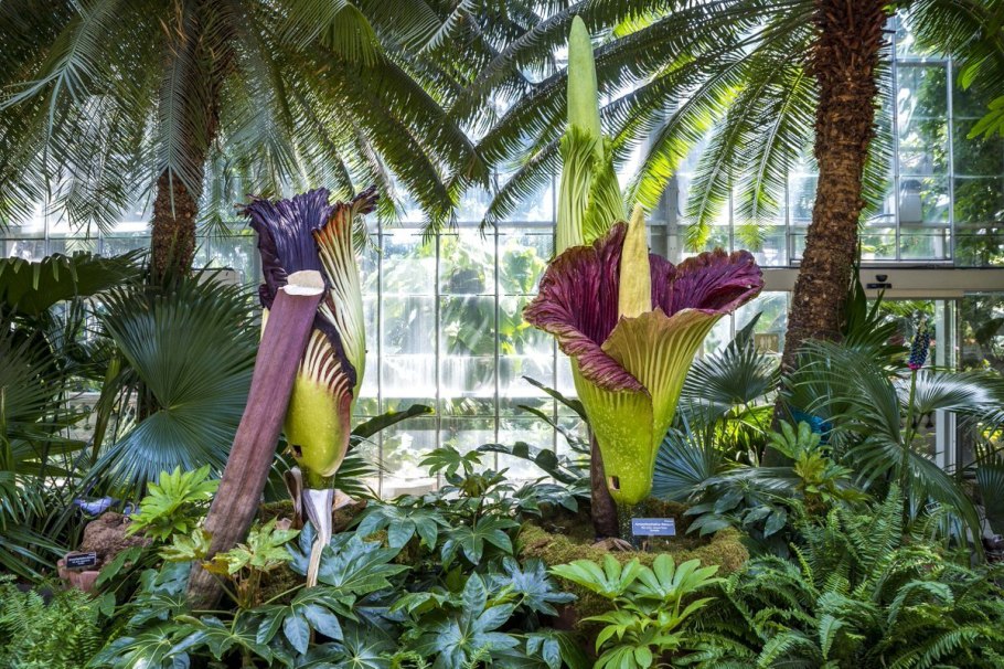 Тропические леса на Гавайях