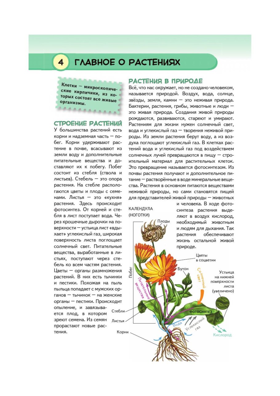 Лиана дерево в джунглях