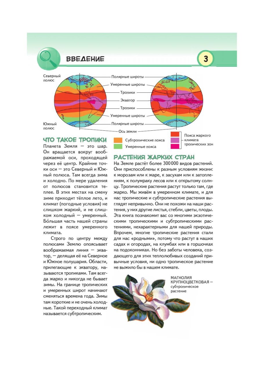 Финиковая Пальма в Африке