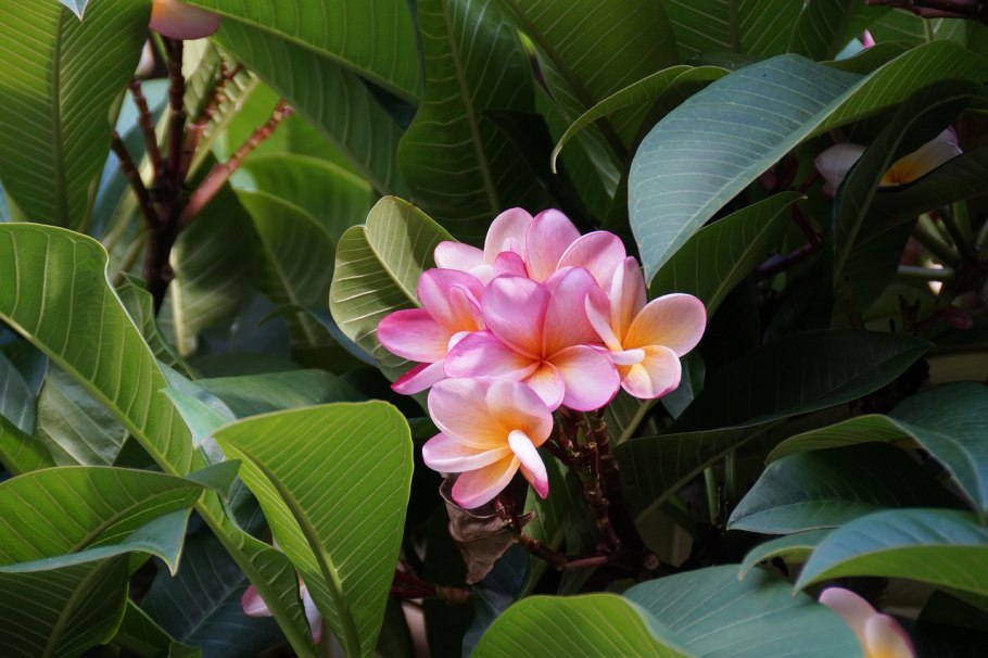 Salvador Бразилия цветок