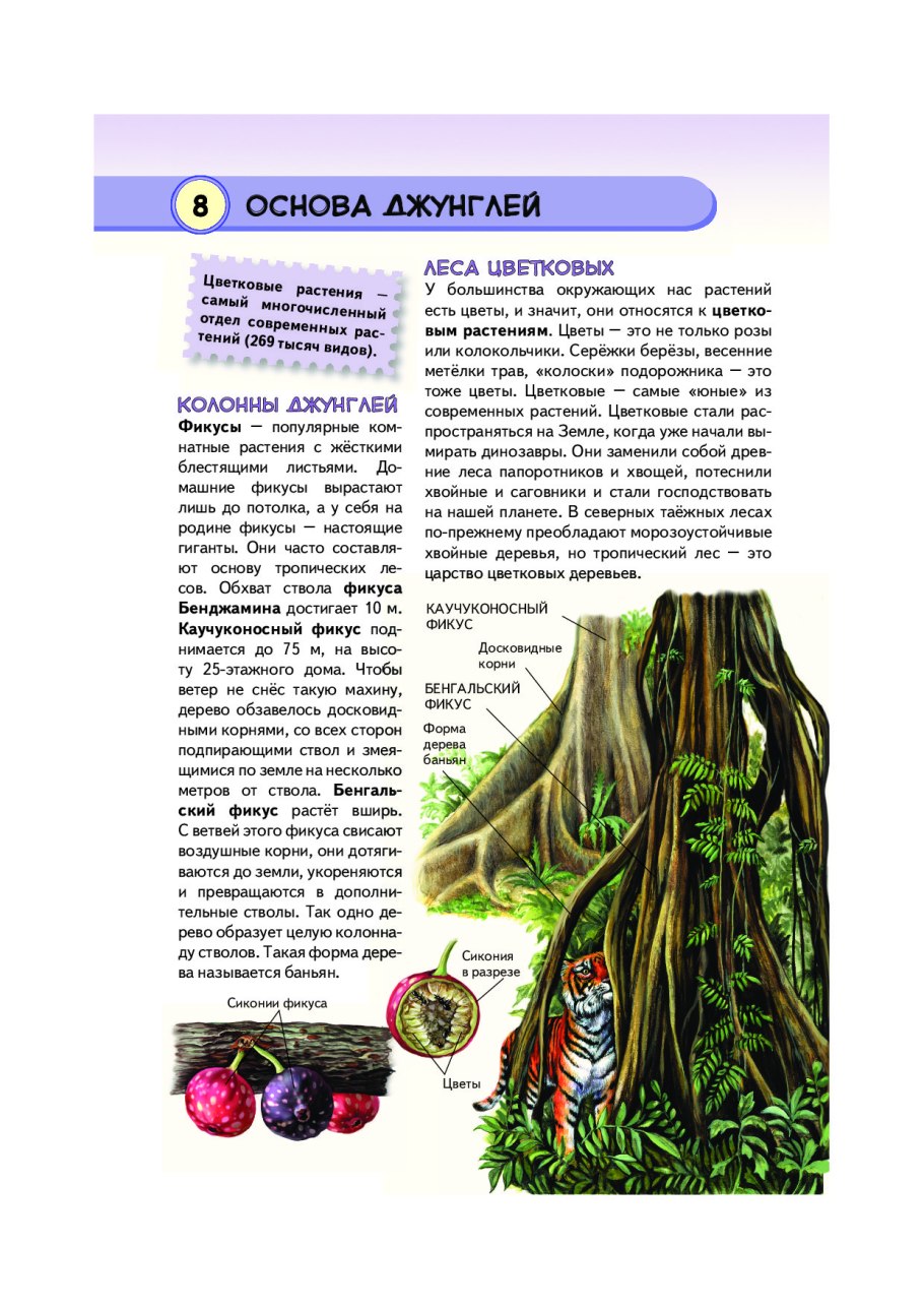 Джунгли папоротник тропический лес