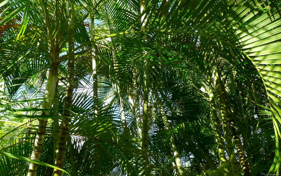 Тропическая зелень