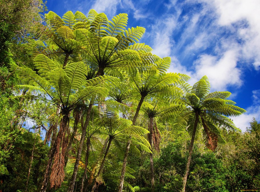 Равенала Мадагаскарская семена
