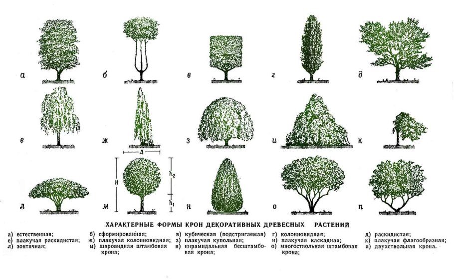 Раскидистая форма кроны