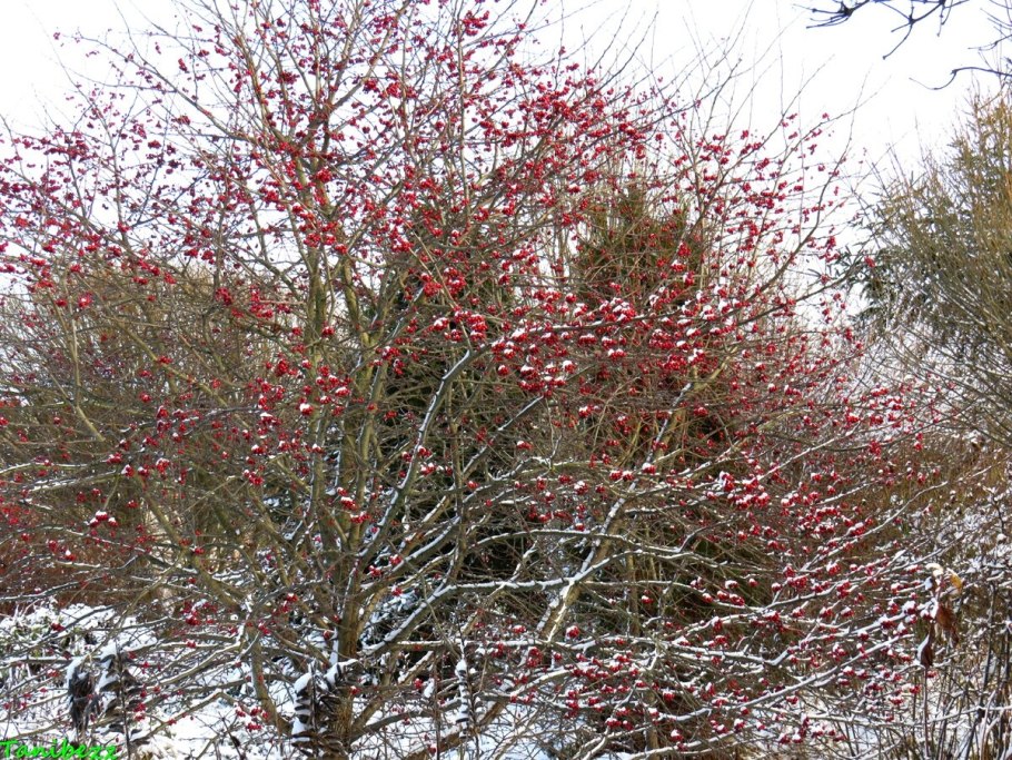 Шелковица формирование кроны схема