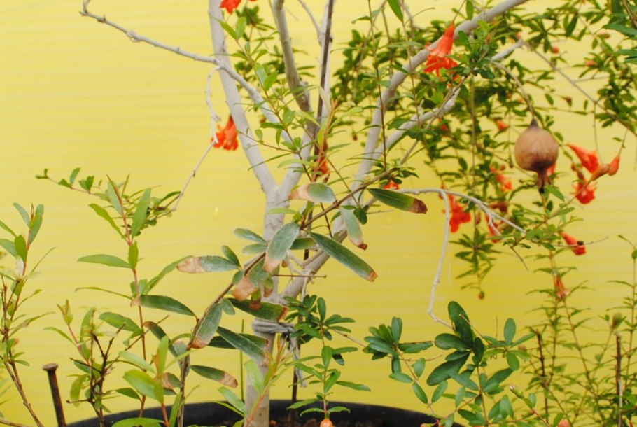 Общая схема обрезки плодовых деревьев