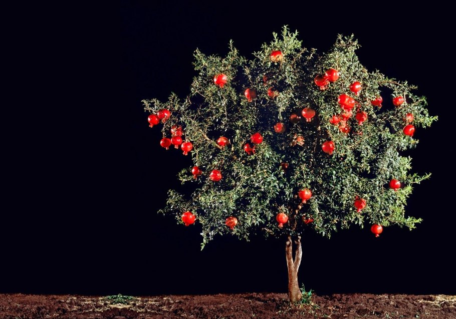 Пальметта дерево