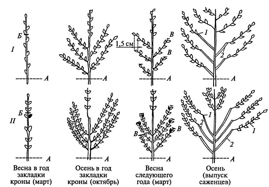 Рябина дерево