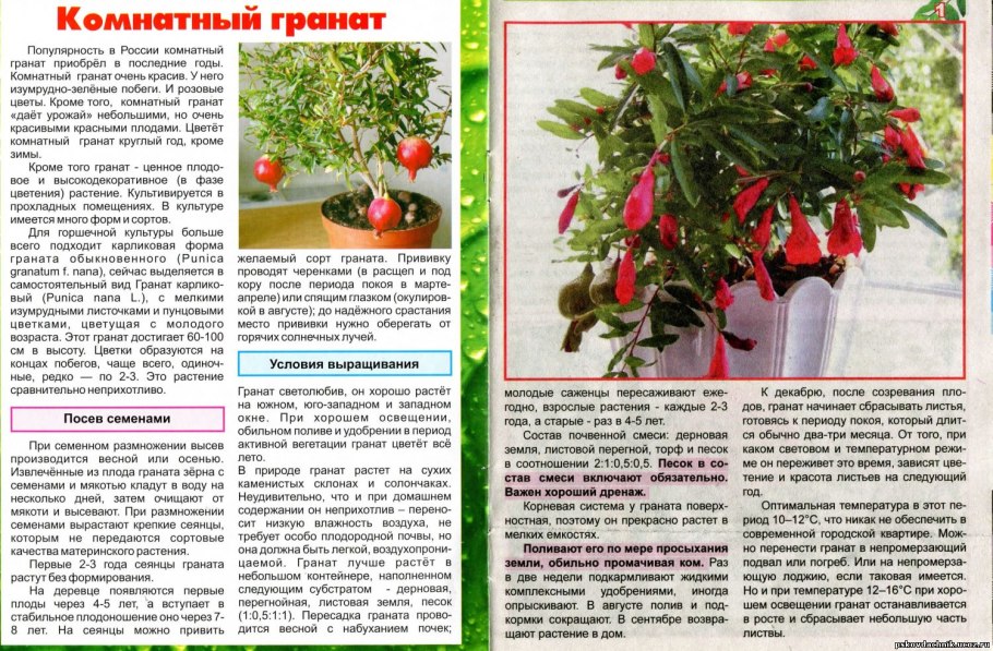 Почва для граната комнатного