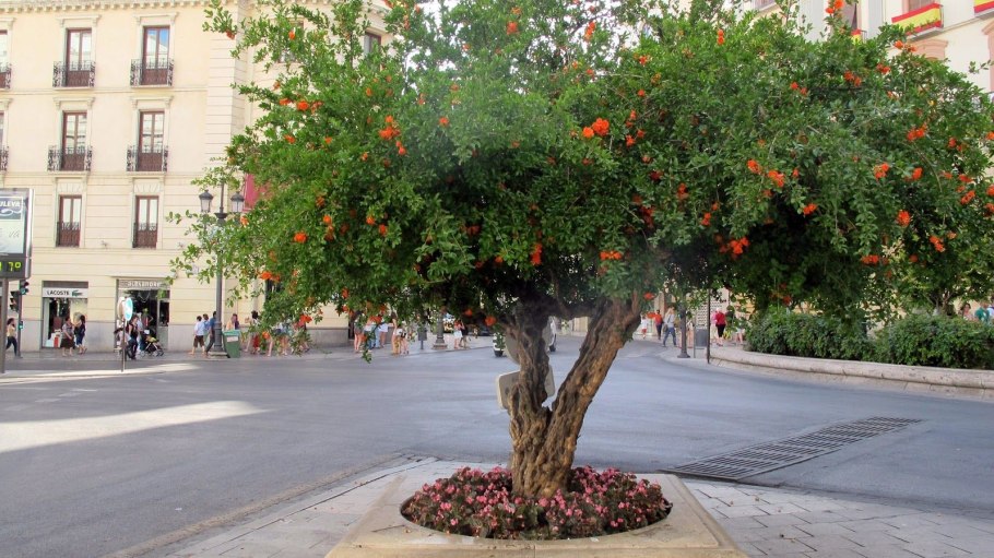 Бонсай дерево формировка
