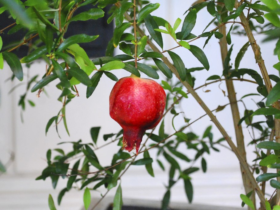 Гранат в разрезе рисунок карандашом