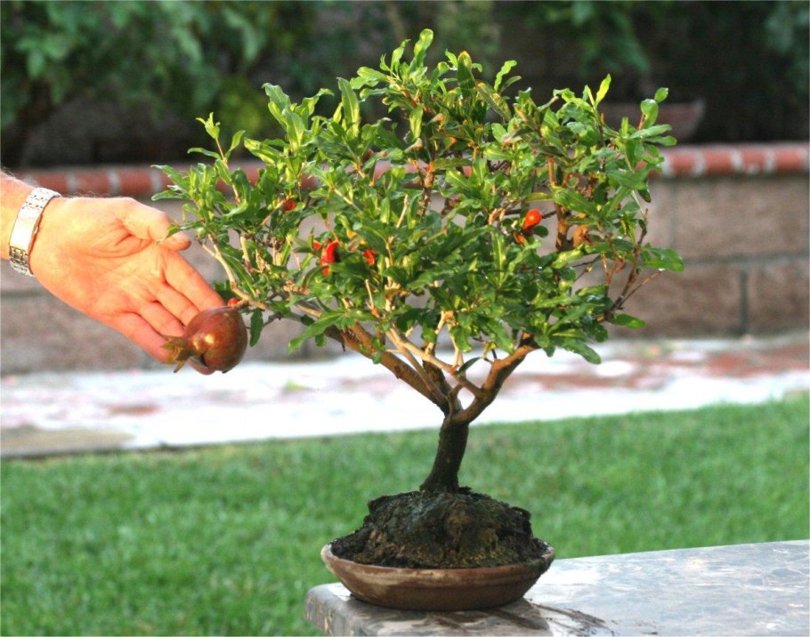 Бонсай гранат