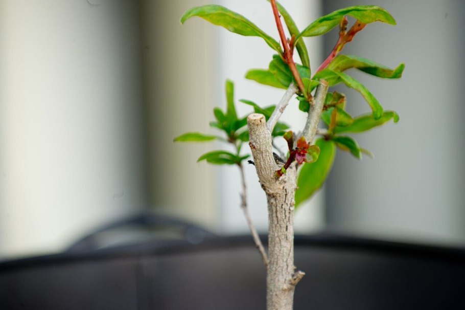 Яблоня Райская штамбовая