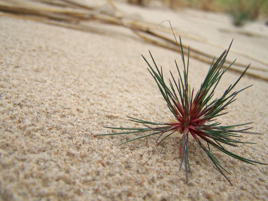 Верблюжья колючка корень