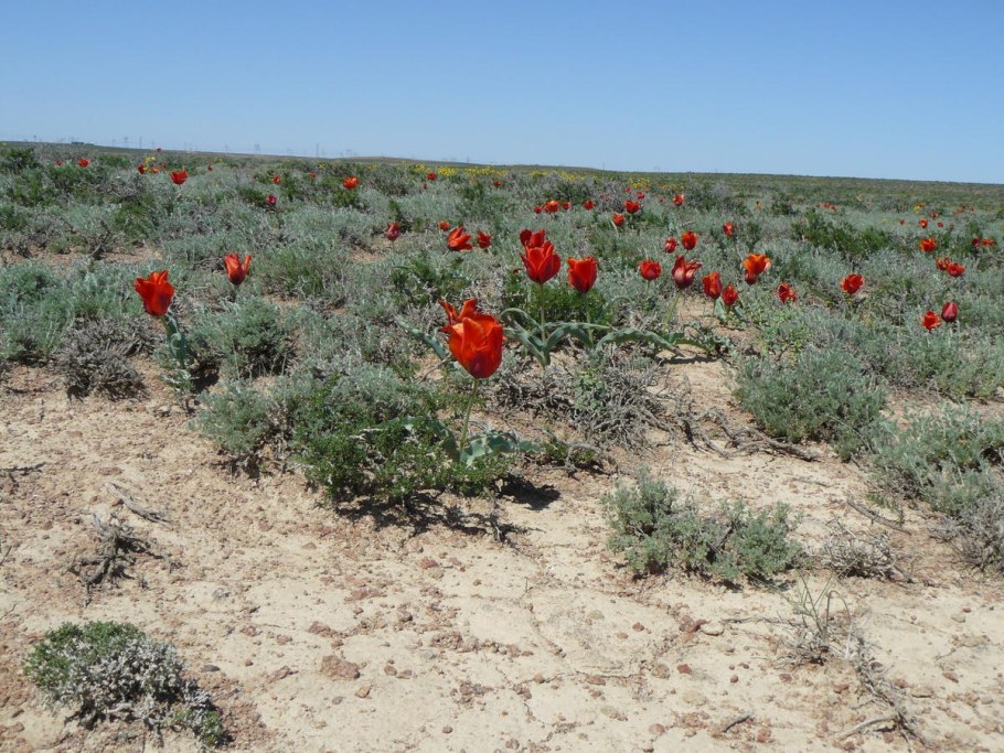 Колючие кустарники пустыни