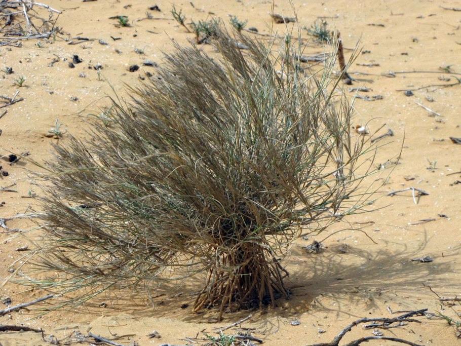 Кандым Узбекистан растение