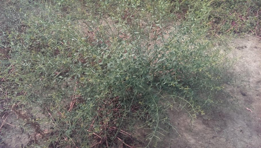 Верблюжья колючка в пустыне