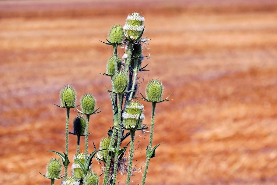 Перекати поле в пустыни